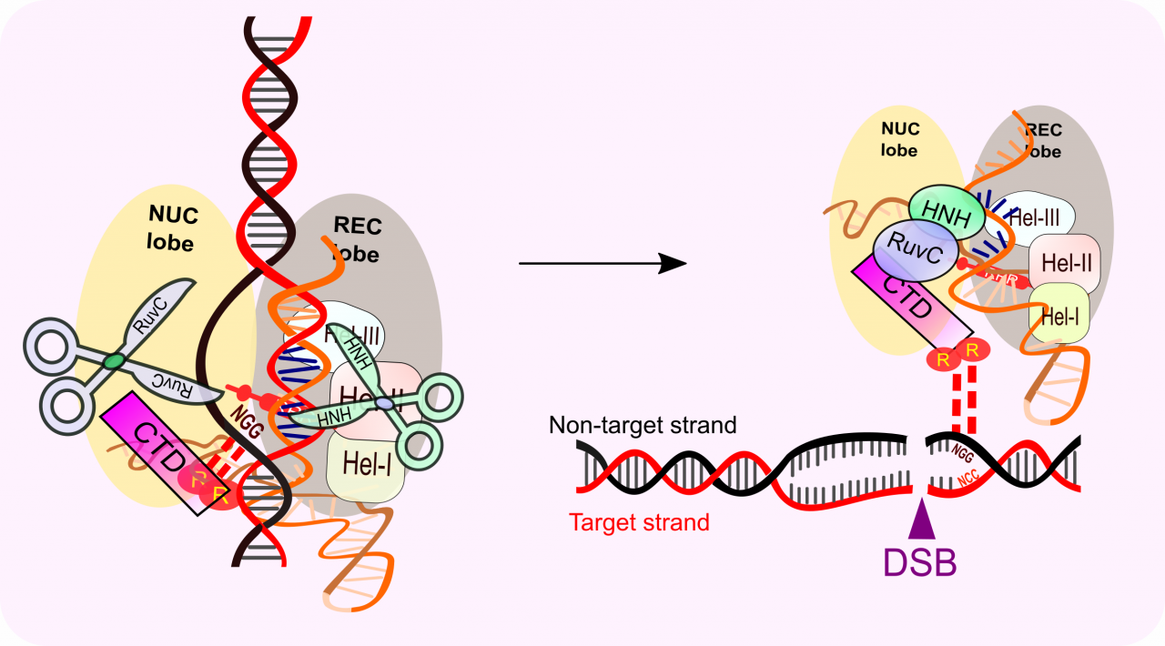Репликативная вилка ДНК. Схема репликационной вилки ДНК. Таргет ДНК. DSB ДНК.