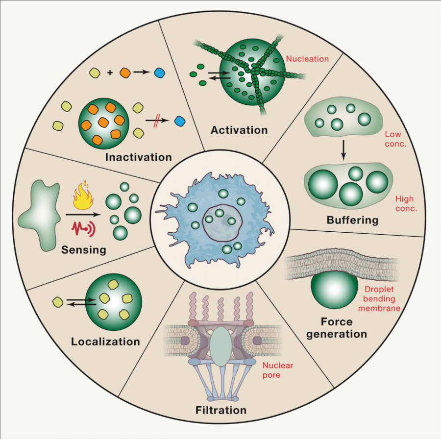 Solid-Liquid Phase Separation Cell at Edith Maddox blog