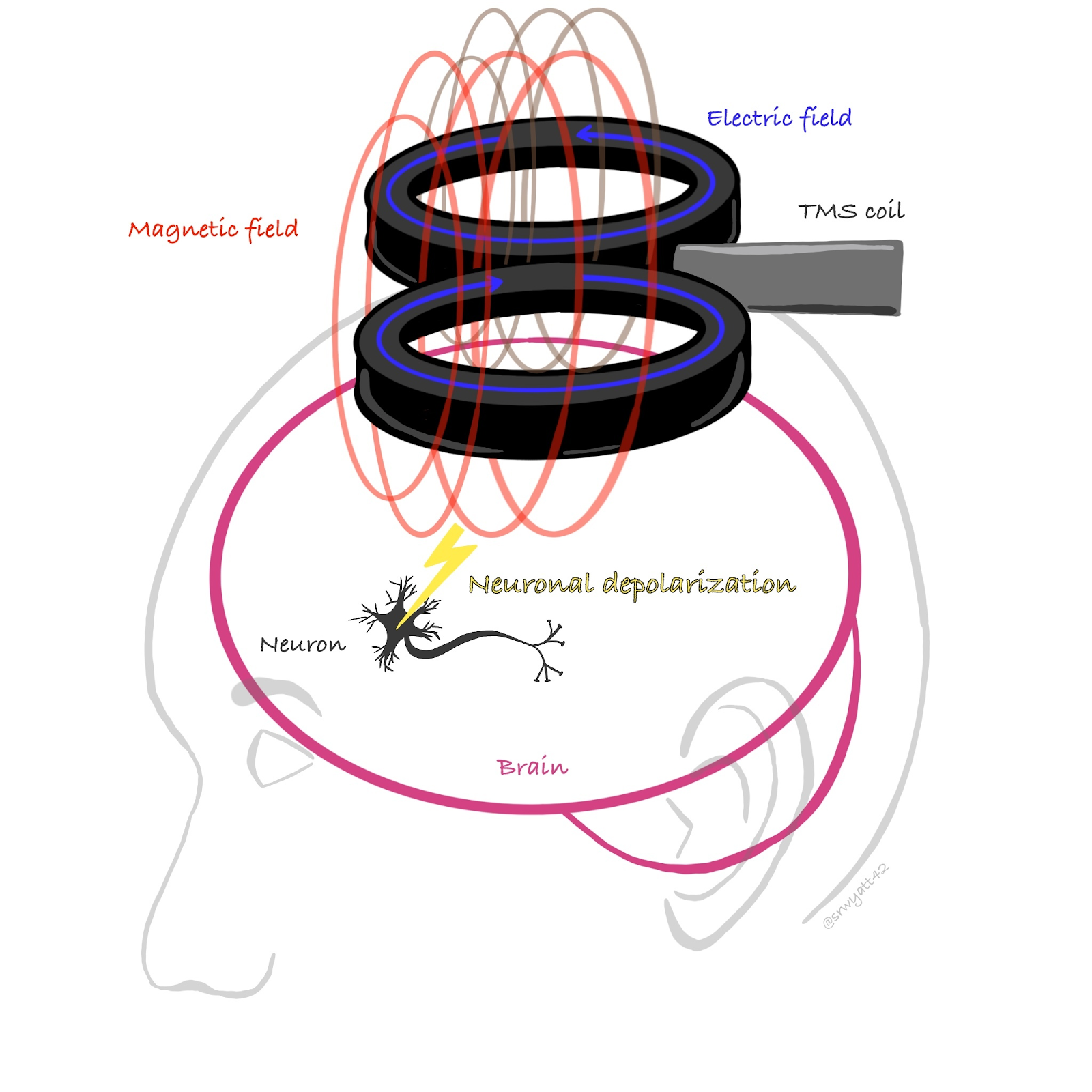 Мозг магнитное поле. TMS Coil. Транкраниальная магнитная стимуляция (TMS). Transcranial Magnetic stimulation (TMS) PNG. Койл ТМС клипарт.